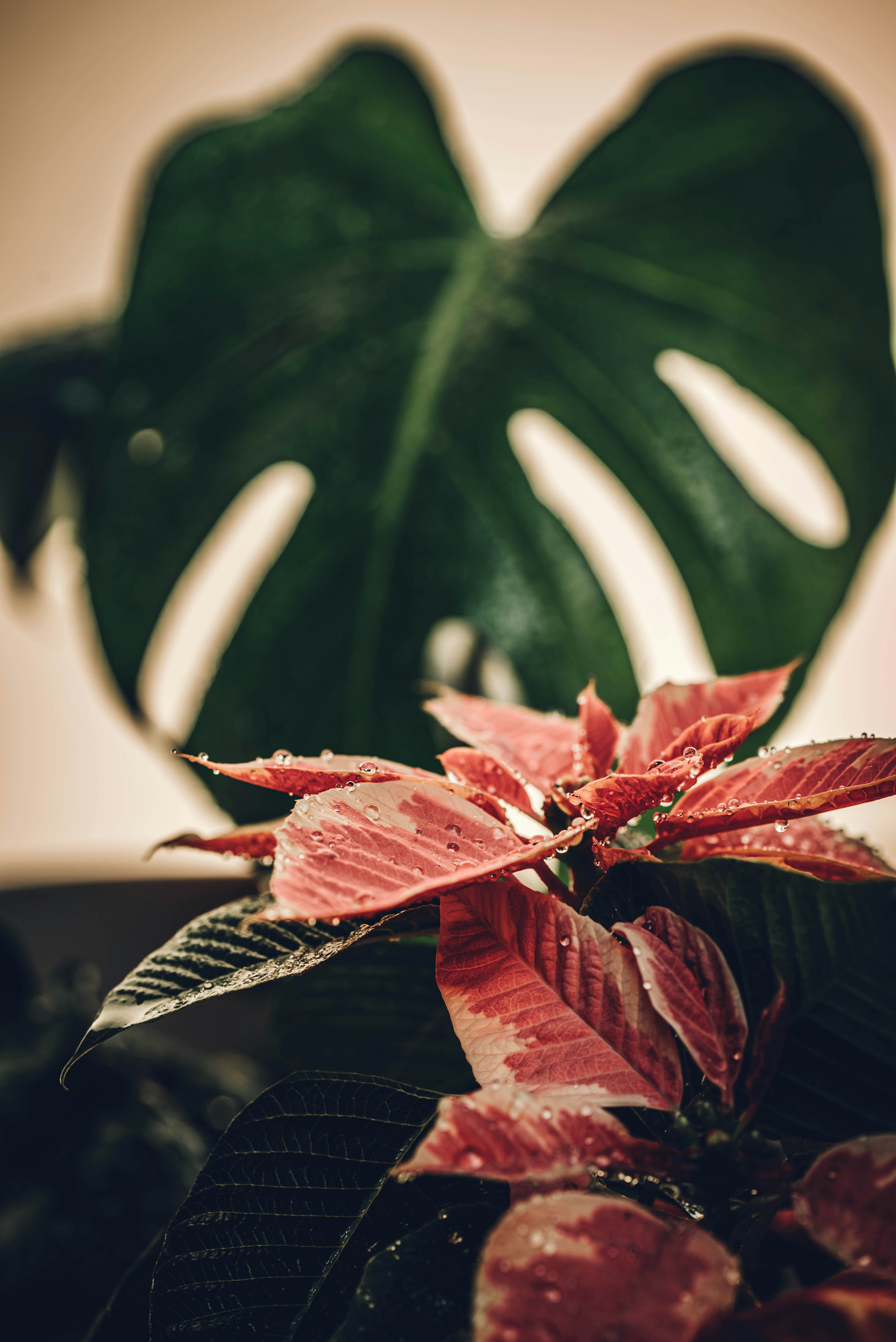 red and green leaves on white table